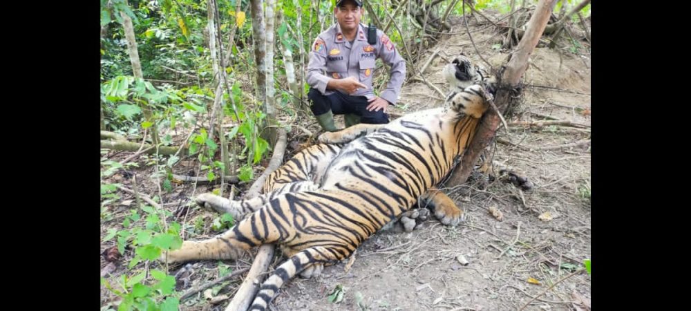 Dua Ekor Harimau Sumatra Ditemukan Mati Terjerat Di Peunaron