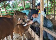 Hari Kedua, 200 Hewan Ternak Bener Meriah Divaksinasi PMK
