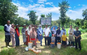 Peringati Hari Kartini, Paguyuban Perempuan Binaan LPA Tuban Panen Raya Di Kebun Sayur Panceng